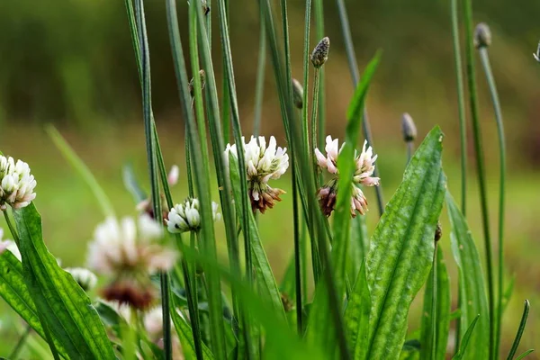 Selektivní zaostření záběru jetele květin a trávy — Stock fotografie