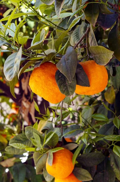 Вертикальный снимок апельсинов, висящих на ветке дерева — стоковое фото