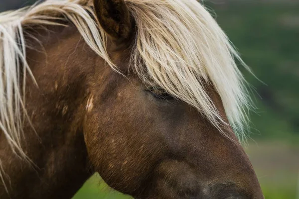 Nahaufnahme eines braunen Pferdes mit langen Haaren — Stockfoto