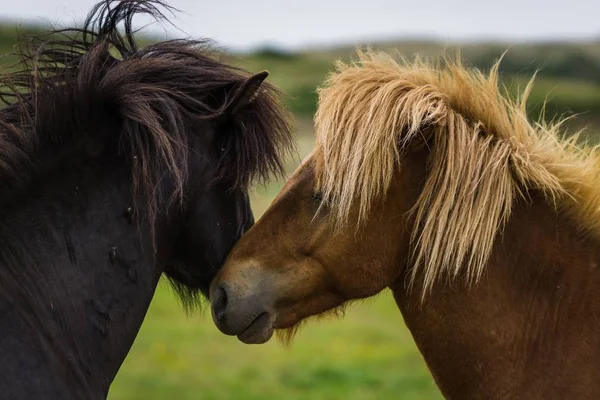 Tiro Close Dois Cavalos Lado Outro — Fotografia de Stock