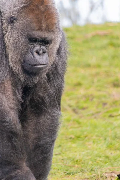 Närbild skott av en gorilla i djupa tankar — Stockfoto