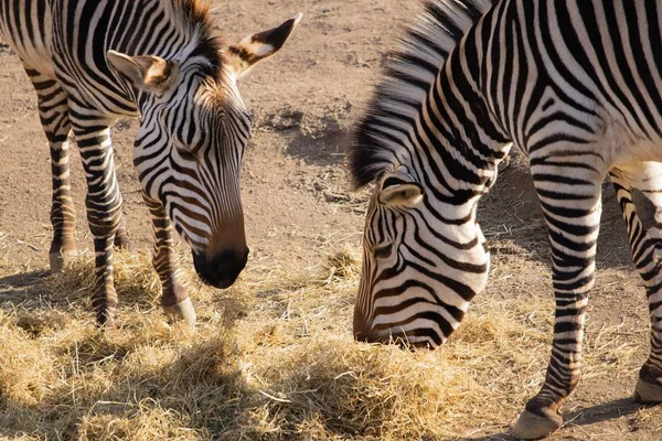 Tembakan jarak dekat dari dua zebra sedang makan jerami dengan tampilan yang indah dari garis-garis mereka — Stok Foto