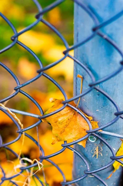 Prachtig shot van een geel gedroogd blad geplakt op een metalen hek in het park — Stockfoto