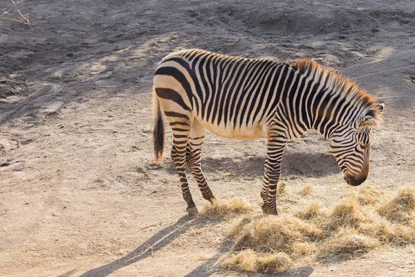 Eine Aufnahme Von Einem Zebra Das Heu Einem Zoo Frisst — Stockfoto