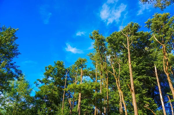 Een Prachtig Uitzicht Hoge Bomen Met Groene Bladeren Achtergrond Van — Stockfoto