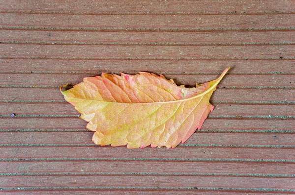 Autumn leaf on the wooden bench in the park — Stock Photo, Image