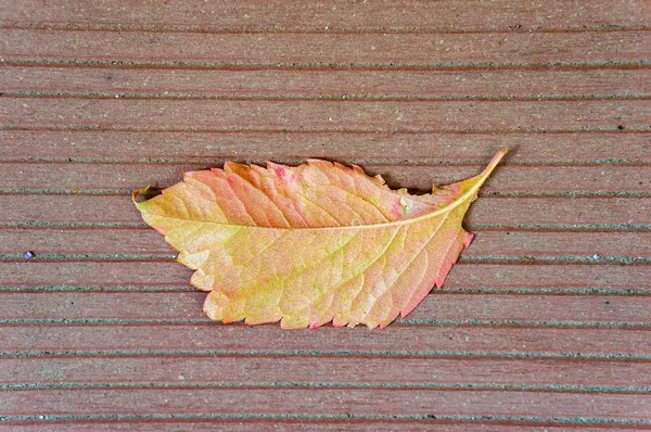 Foglia autunnale sulla panchina in legno nel parco — Foto Stock