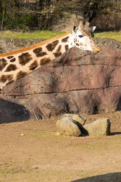 Photo verticale d'une girafe et de son cou dans un cadre avec un mur de roche à l'arrière-plan — Photo