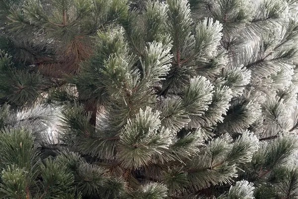 Closeup of evergreen leaves covered in frost under the sunlight — Stock Photo, Image