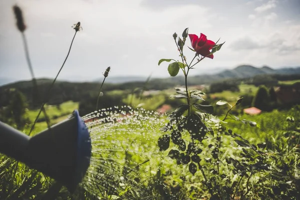 Closeup Shot Watering Can Spout Irrigating Red Rose Plant Farm — Stock Photo, Image