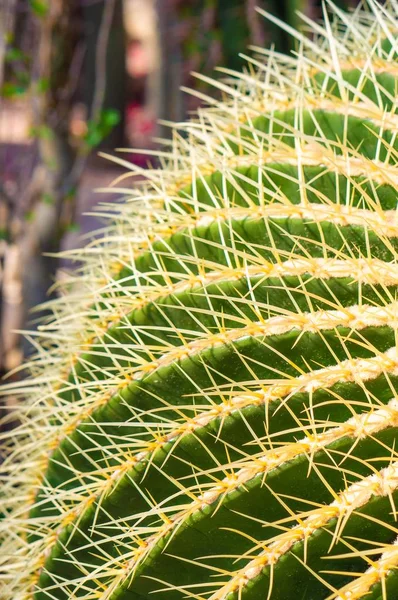Egy Függőleges Közelkép Egy Gyönyörű Egzotikus Sündisznó Kaktuszról — Stock Fotó