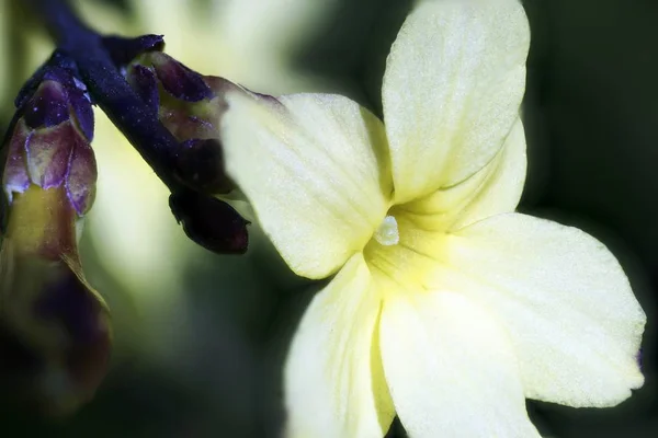 Foto de cierre de una suave flor amarilla en plena floración con fondo desenfocado. — Foto de Stock