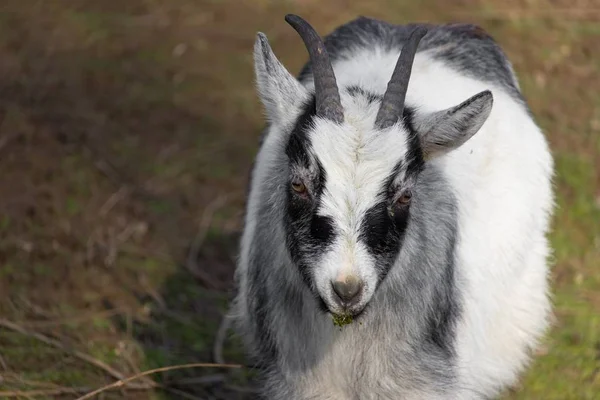 Closeup Shot Black White Goat Lawn Nibble Grass Its Mouth — Stock Photo, Image