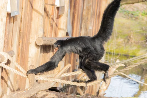 Nahaufnahme eines Spinnenaffen, der in einem Zoo von einem Netz aus Seilen und Baumstämmen schwingt — Stockfoto