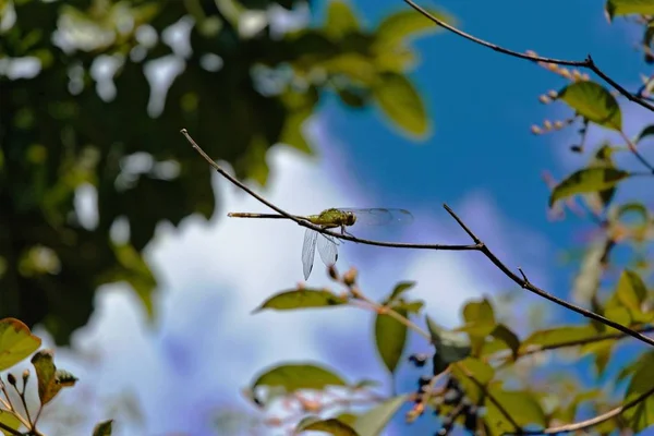 Gros Plan Une Mouche Sur Une Branche Arbre Avec Arrière — Photo