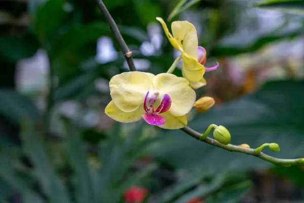 Fechamento disparado de um Orchid amarelo em uma árvore — Fotografia de Stock