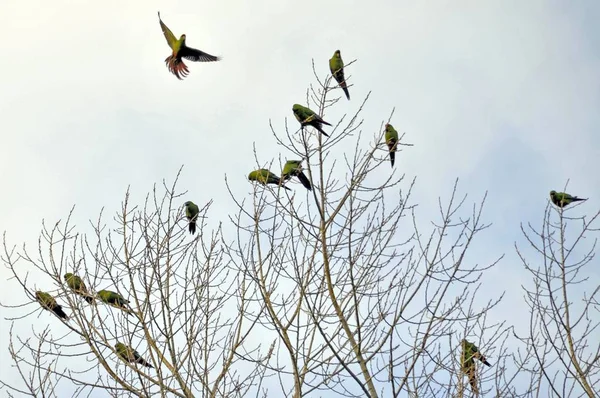 Perroquets Verts Assis Ensemble Sur Des Branches Arbres Audacieuses — Photo