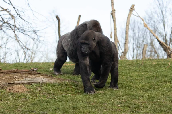Gros Plan Deux Gorilles Jouant Romantiquement Dans Zoo — Photo