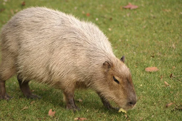 Vacker bild av en capybara däggdjur promenader på gräset på fältet — Stockfoto