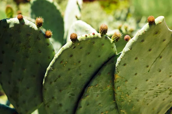Prise sélective au foyer de cactus sous la lumière du soleil — Photo