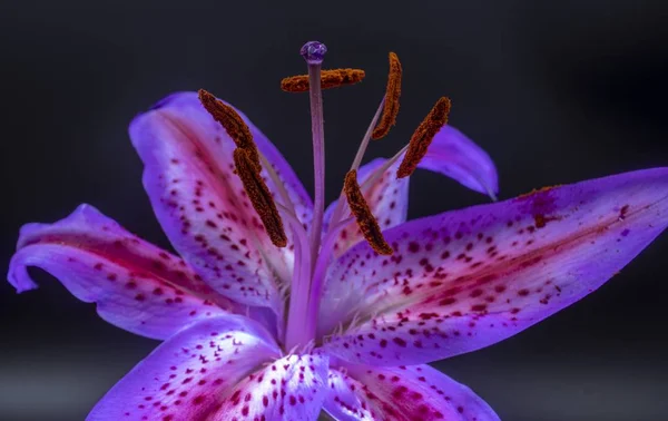 Soft focus closeup shot of a single fully bloomed stargazer with orange brown anthers — Stock Photo, Image