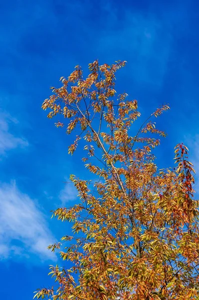 Vue verticale de branches d'arbres remplies de feuilles colorées avec un ciel bleu à l'arrière-plan — Photo