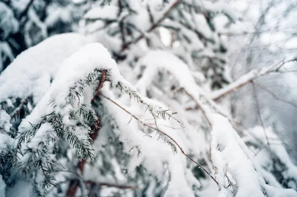 Zdjęcia z bliska świerkowego drzewa pokrytego śniegiem — Zdjęcie stockowe