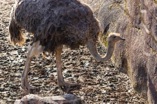 Encerramento tiro de uma avestruz explorando em torno de sua caneta em um zoológico — Fotografia de Stock