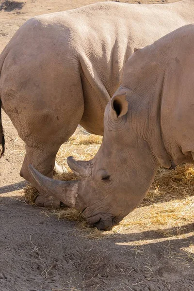 Nahaufnahme eines Nashorns, das Heu frisst und dabei sein Horn und seine strukturierte Haut zur Schau stellt — Stockfoto