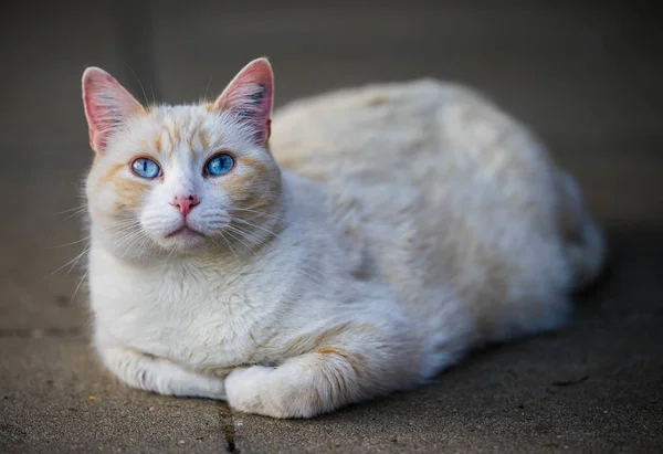 Detailní Záběr Bílé Kočky Modrýma Očima Ležící Zemi — Stock fotografie