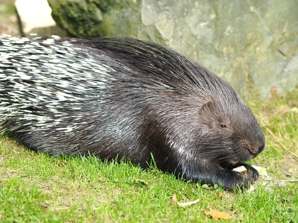 Svart piggsvin spelar på ett grönt fält under dagtid — Stockfoto