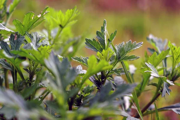 Foto selectivo de enfoque de plantas verdes y hojas bajo la luz del sol —  Fotos de Stock