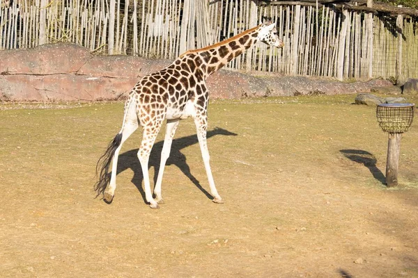 Zdjęcie żyrafy i koryta do karmienia wewnątrz zagrody w zoo — Zdjęcie stockowe
