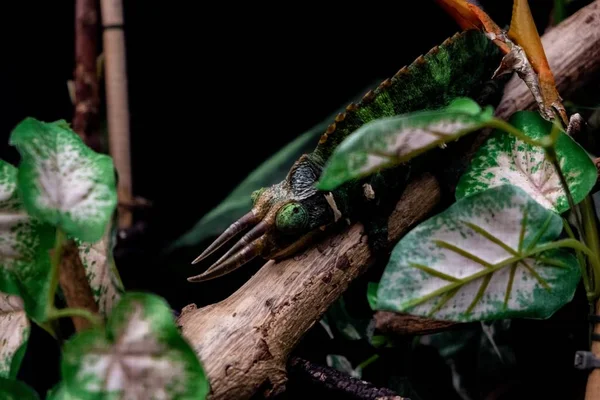 Zöld állat ül egy trópusi fa ágán — Stock Fotó