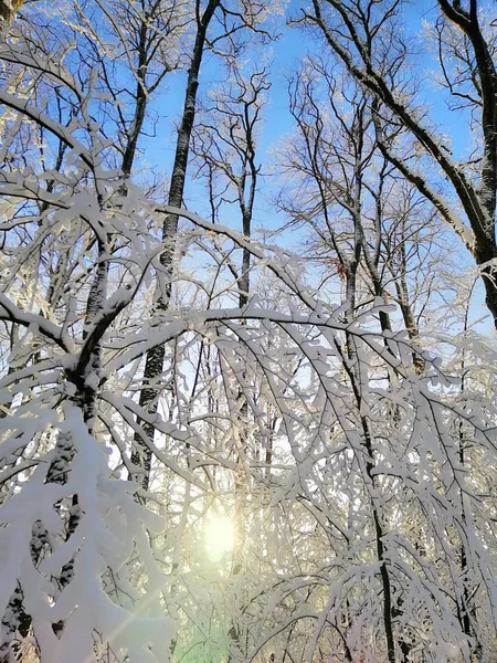 Bosque Rodeado Árboles Cubiertos Nieve Bajo Luz Del Sol Larvik —  Fotos de Stock
