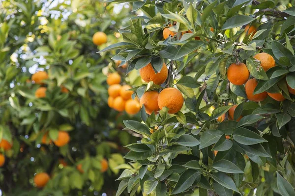 木からぶら下がっている熟したオレンジの選択的焦点ショット — ストック写真