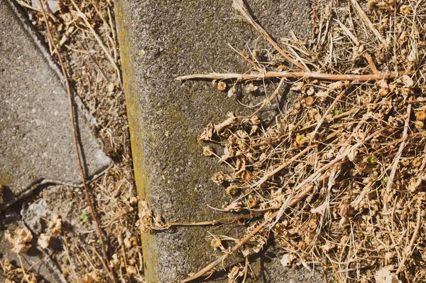Detailní záběr sušených listů a slámy na zemi — Stock fotografie