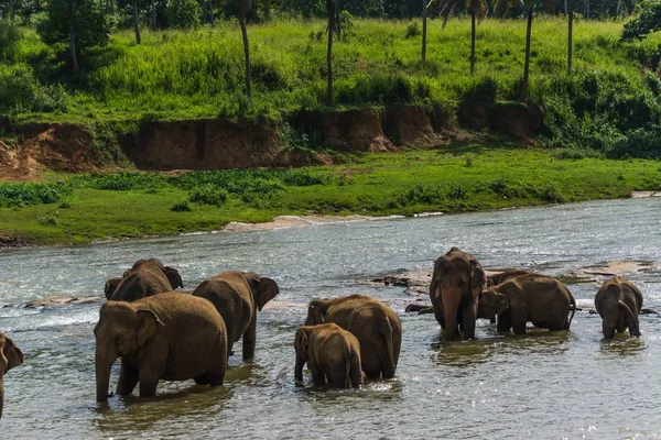 Jezioro ze słoniami spacerujące w pobliżu trawiastego brzegu — Zdjęcie stockowe