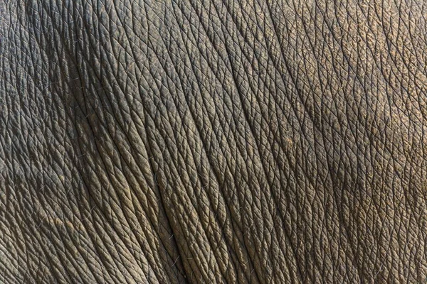 Zbliżenie Zdjęcia Skóry Słonia — Zdjęcie stockowe