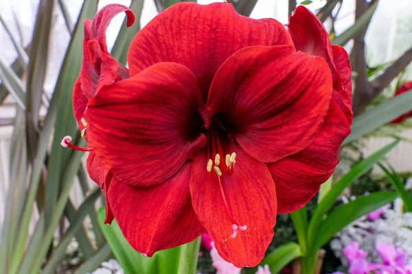 Closeup shot of red hippeastrum in a garden — Stock Photo, Image