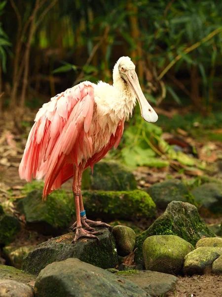 Vertical Shot Pink Bird Standing Ground Piece Stone — Stock Photo, Image