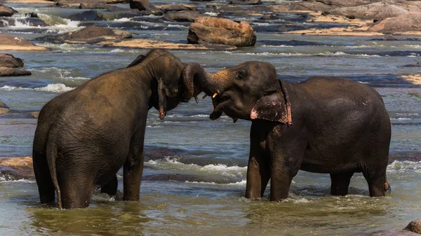 Mar con dos elefantes jugando en el agua — Foto de Stock