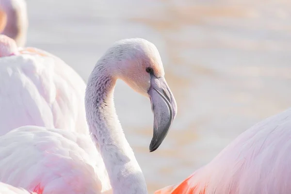 Närbild skott av en flamingo visar sin distinkta böjda näbb — Stockfoto