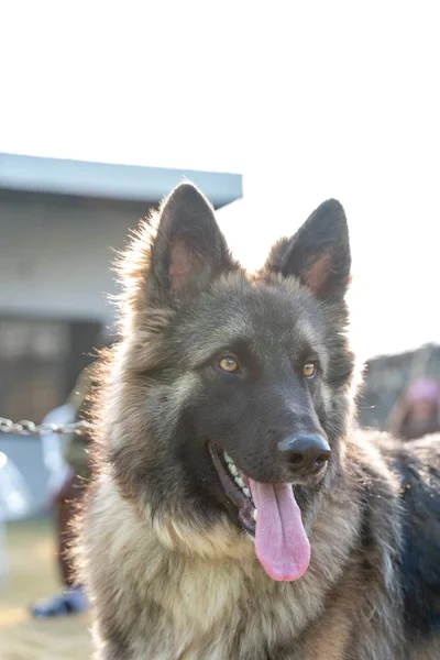 Grande colpo di un cane guardando lontano in una giornata fresca fuori — Foto Stock