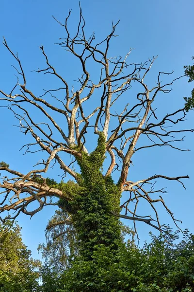 Withered tree covered in creeper in Echo Valley on Bornholm island, Denmark