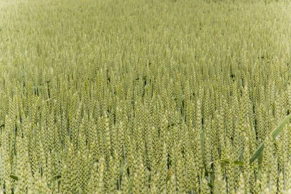 Мбаппе сделал снимок зеленого пшеничного поля — стоковое фото