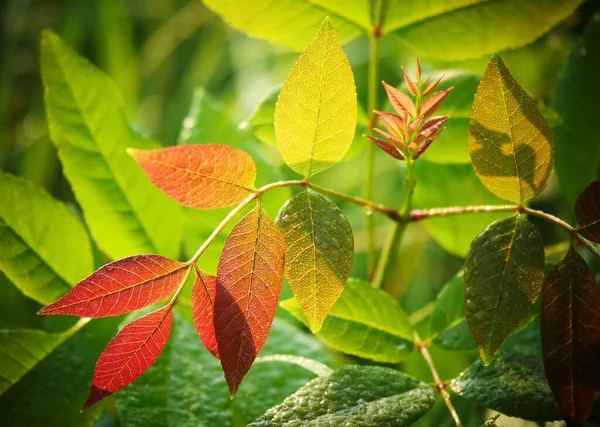 Zbliżenie zdjęcia kolorowych liści jesionu w parku jesienią — Zdjęcie stockowe