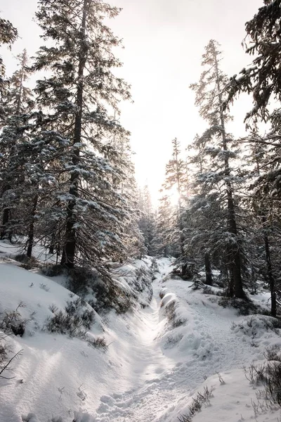 Вертикальный снимок леса с высокими деревьями зимой — стоковое фото