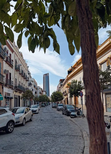 Vertical shot of a tree growing in a street surrounded by buildings — Stock Photo, Image