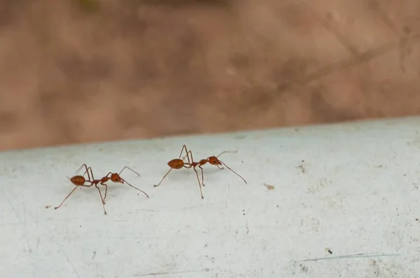 Tembakan jarak dekat dari dua semut merah berjalan di pipa biru — Stok Foto